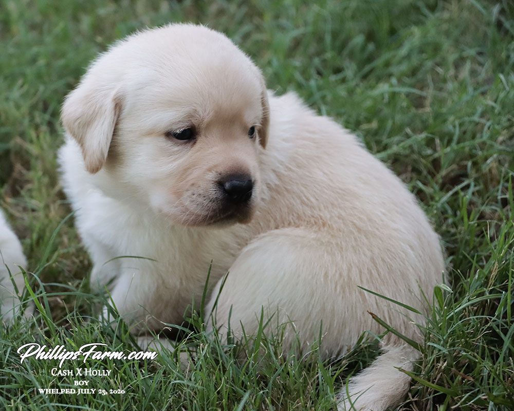 holly hope farm puppies