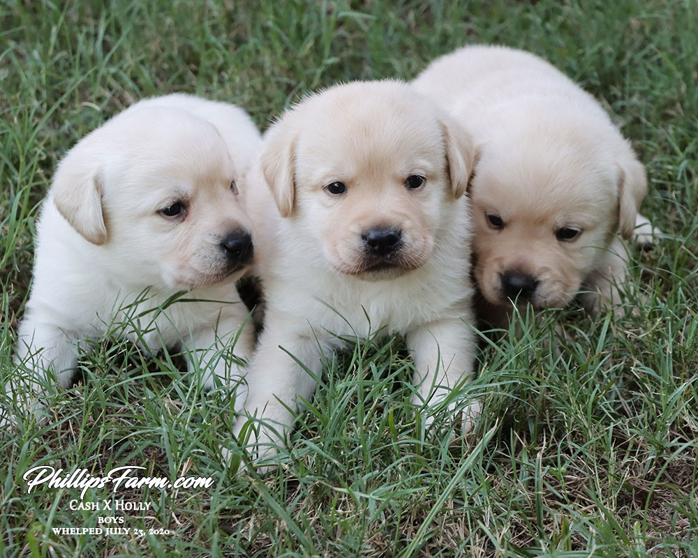holly hope farm puppies