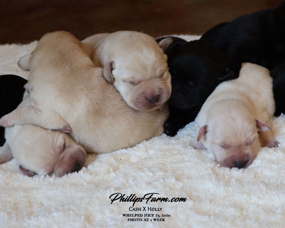 holly hope farm puppies