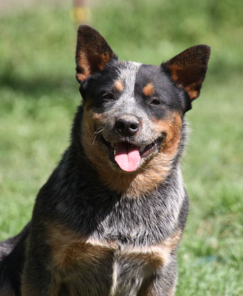 Cattle Dogs at Phillips Farm