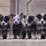 Reign X Bruno Puppies - Oct 2018