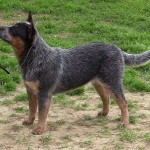 Roxy