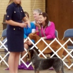 Showing with Kylee in Conformation